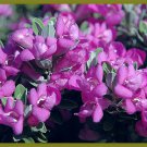 TEXAS SAGE Silver Leaf Live Plant Showy Purple Flowers Drought Tolerant Shrub