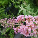 Buddleia PINK PARFAIT Butterfly Bush weyeriana Summer Lilac Fragrant Flowers