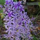 PURPLE Petrea Queens Wreath Sandpaper Bluebird Vine Tropical Florida Wisteria