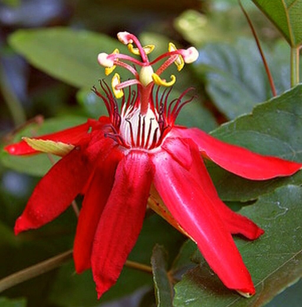 SCARLET FLAME Red Passion Flower Vine Live Plant Passiflora Hybrid