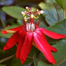 SCARLET FLAME Red Passion Flower Vine Live Plant Passiflora Hybrid