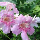 QUEEN of SHEBA Podranea Vine Tropical Plant Fast Grower Fragrant Pink Trumpet