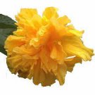 DELITE Double Yellow Flower Tropical Hibiscus Live Plant Landscape Type