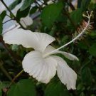 WHITE DAINTY LAFRANCE Tropical Heirloom Hibiscus Plant Pinwheel Single Bloom