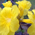 GOLDEN TRUMPET Tropical Tree Plant Tabebuia chrysotricha Yellow Flowers Spring