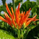 MEXICAN HONEYSUCKLE Tropical Plant Attracts Butterfly Hummingbird Orange Bloom