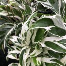 CALATHEA FUSION White Variegated Prayer Plant Rare Leaf Tropical Live Indoor