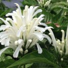 WHITE Brazilian Plume Flower Jacobina Shade Garden Perennial