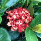 MAUI TRICOLOR Ixora Tropical Live Plant Orange Red Yellow Starburst Flower