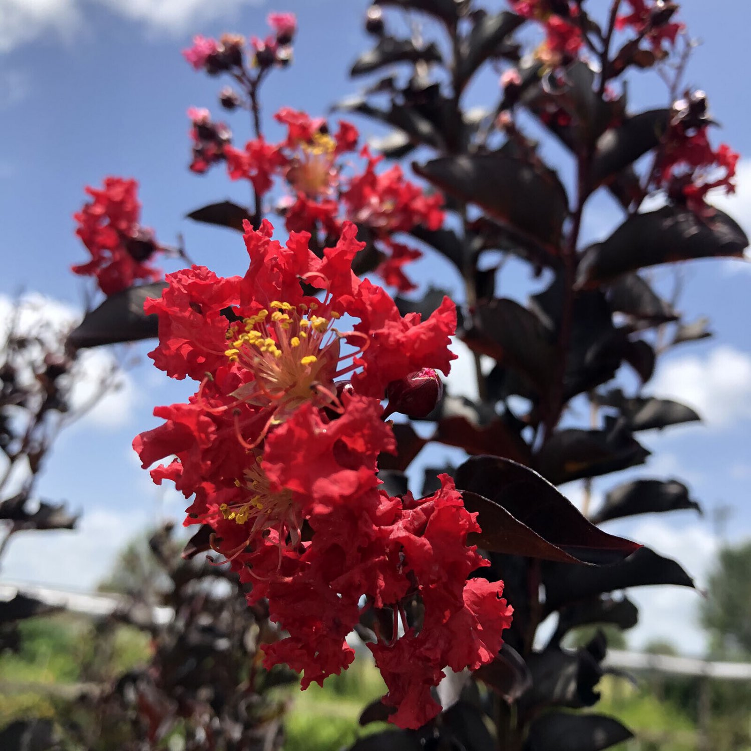 EBONY EMBERS Crepe Crape Myrtle Red Flowering Purple Black Foliage Tree Plant