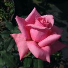 BELINDAS DREAM Heirloom Rose Bush Plant Fragrant Double Pink Flower Perpetual