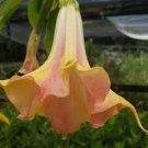 MANGO CRUSH Brugmansia Angels Trumpet Tropical Plant Big Yellow to Orange Bloom