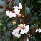 EBONY AND IVORY Crepe Crape Myrtle White Flower Purple Black Foliage Tree Plant