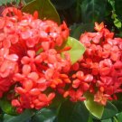 MAUI RED Ixora Tropical Live Plant Orange Red Flower