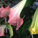 VERSICOLOR Brugmansia Angels Trumpet Tropical Plant Big Peach Yellow White Bloom