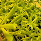 Sedum LEMON BALL Showy Stonecrop Live Plant Easy to Grow Succulent Neon Yellow