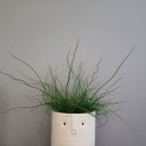 Juncus TWISTER Unicorn Rush Curled Leaf Miniature Live Plant Indoor Outdoor