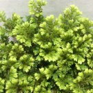 AVATAR SPIKEMOSS Selaginella Live Unique Ground Cover Shade Plant Tree of Life