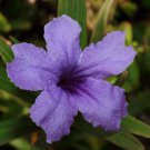 MEXICAN BLUEBELL Petunia Ruellia simplex Plant Perennial Purple Bloom Shrub