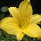 YANGTZE YELLOW Daylily Hardy Perennial Golden Flowering Easy to Grow Live Plant