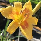 AZTEC GOLD Daylily Hardy Perennial Yellow Flowering Easy to Grow Live Plant