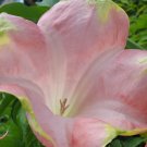 SANTA ROSA Brugmansia Angels Trumpet Tropical Plant Large Peach Pink Bloom