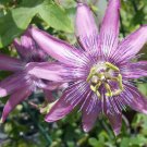 BLUE BOUQUET Passion Flower Vine Plant Passiflora Hybrid Lavender Blue Bloom