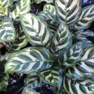 CALATHEA MAKOYANA Peacock Prayer Plant Chevron Oblong Leaf Tropical Live Indoor