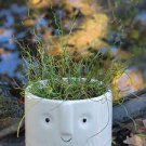 Juncus SPIRALIS Corkscrew Rush Curled Leaf Miniature Live Plant Indoor Outdoor