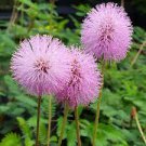 SUNSHINE Pink Mimosa Sensitive Plant Flowering Ground Cover Unusual PomPom Bloom