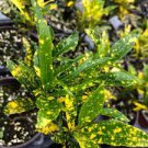 GOLD DUST Tropical Croton Live Plant Shoestring Leaves Vivid Color Golden Yellow