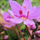 PURPLE Ground Orchid Plant Terrestrial Philippine Ground Cover Shade Garden
