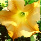 GOLDEN YELLOW Brugmansia Plant Angels Trumpet Large Unusual Fragrant Flower