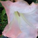 STRAWBERRY CREAM Brugmansia Angel Trumpet Plant Peach Pink Fragrant Bloom