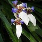 WHITE BLUE Walking Apostle Iris Plant Fragrant Spring Bloom Shade Garden Bog