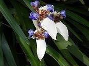 WHITE BLUE Walking Apostle Iris Plant Fragrant Spring Bloom Shade Garden Bog