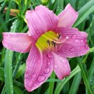 SIMPLICE PURPLE Daylily Hardy Perennial Pink Yellow Flowering Live Plant