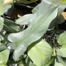 Philodendron SILVER SWORD Tropical Green Blue Mirror Leaf Indoor Plant