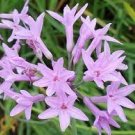 PURPLE Society Garlic Plant Clumping Lily-Like Ground Cover Border Herb Plant