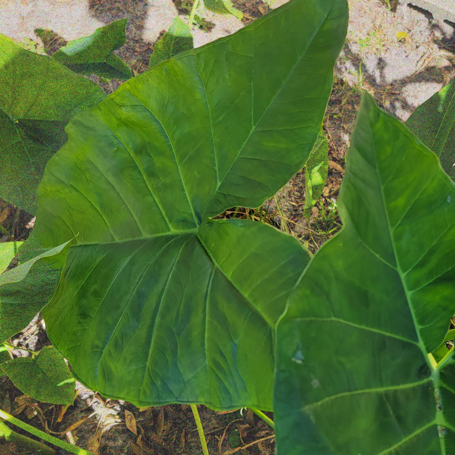 GIANT COLOCASIA Elephant Ear Tropical Heirloom Shade Bog Garden Live Plant