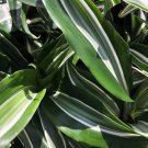 Dracaena JADE JEWEL Tropical Live Plant High Contrast Foliage Indoor Outdoor