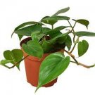 PHILODENDRON CORDATUM Heartleaf Vining Live Plant Indoor Outdoor Heart Leaf