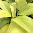 Philodendron LEMON LIME Live Plant Starter Size Yellow Lime Green Leaf Indoor