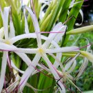 GREEN Grand Crinum Asiaticum Spider Giant Amazon Lily Live Plant