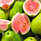 Guava Fruit Hawaiian Seeds 1Pack