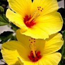 HAWAIIAN YELLOW HIBISCUS PLANT CUTTING 1 Cutting 2 - 4 In. Long