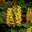 HAWAIIAN KAHILI YELLOW GINGER HEDYCHIUM GARDNERIANUM PLANT ROOT 1 ROOT PER PACK
