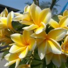 Hawaiian Plumeria Yellow Live Plant Cutting Tropical Plants 9 To 12 " Long