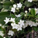 Stephanotis Floribunda Madagascar Jasmine