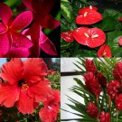 4 Red Hawaiian Tropicals: Anthurium, Plumeria, Ginger, Hibiscus